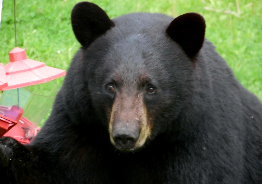 Molly the black bear near a red bird feeder